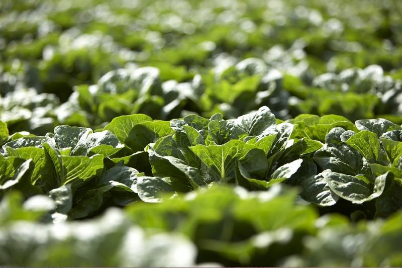 Kopfsalat