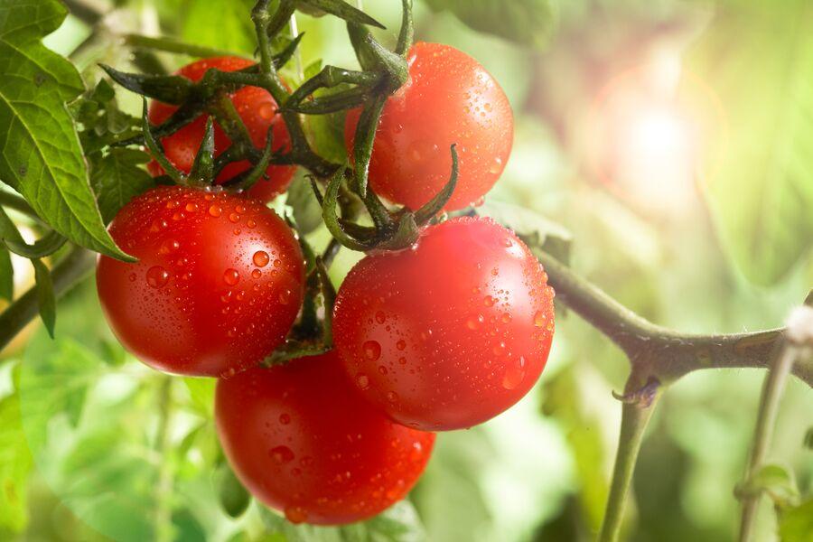 Tomaten