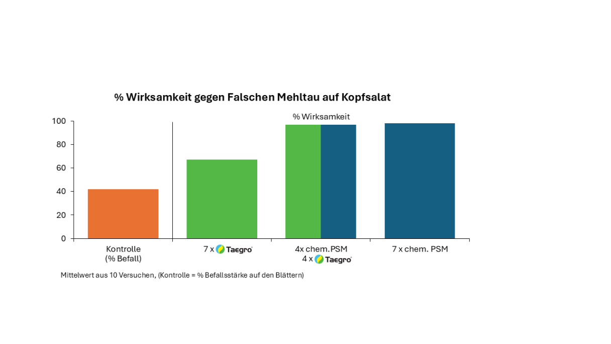 Wirksamkeit Taegro Falschen Mehltau Kopfsalat