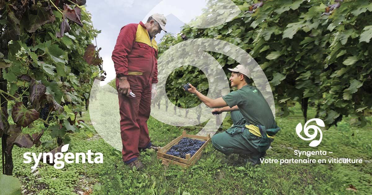 Viticulture Syngenta