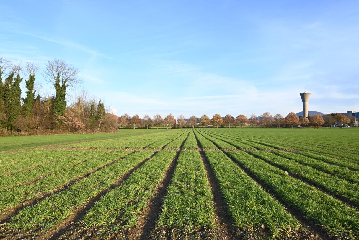 Syngenta Forschung & Entwicklung Schweiz.jpg