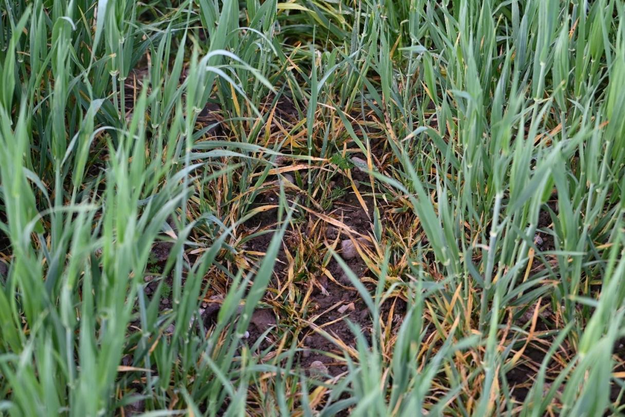 Syngenta Forschung und Entwicklung