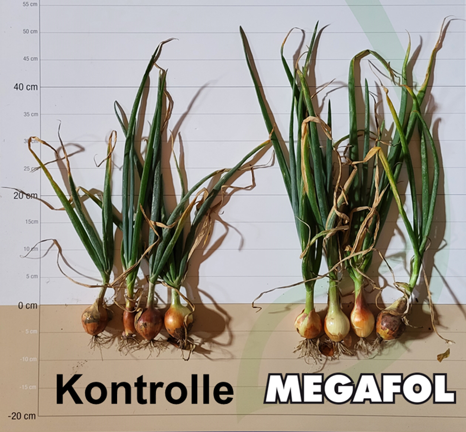 Megafol Zwiebeln
