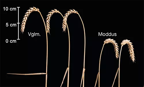 Moddus Dauerwirkung Ähre