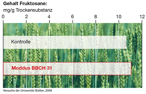 Gehalt Fruktosane