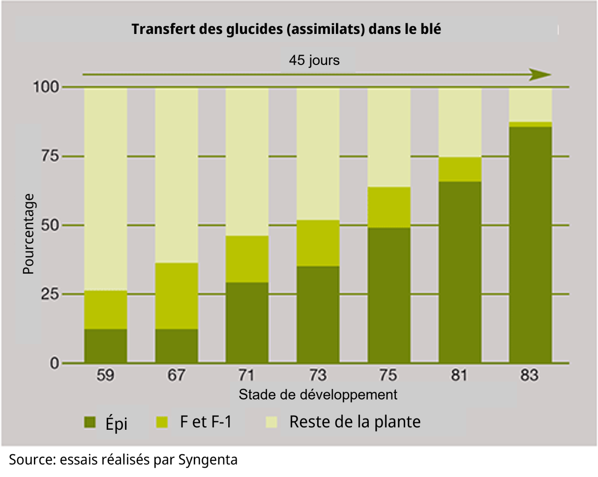 Moddus Transfer Glucides