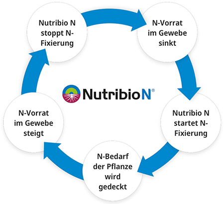 Nutribio N Wirkung
