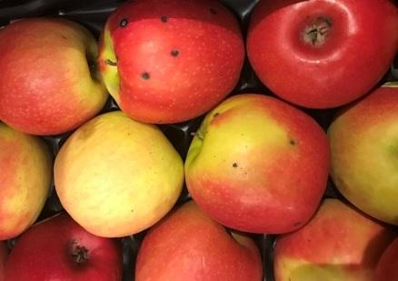 Apfel Krankheit