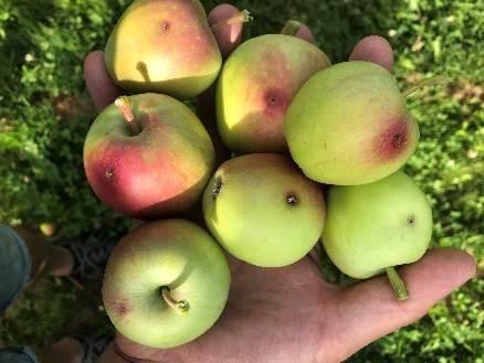 Apfel Krankheit
