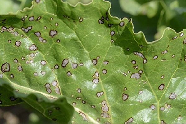 cercospora-upscaled.png